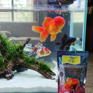 tetra fish feed